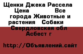 Щенки Джека Рассела › Цена ­ 10 000 - Все города Животные и растения » Собаки   . Свердловская обл.,Асбест г.